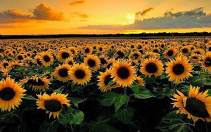 Meet your Posher, Josefina